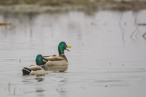 两只雄性野鸭在平静的湖面上一起游泳 发出嘎吱声 — 图库照片