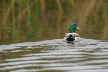 Mallard Ördeği yüzme alanları