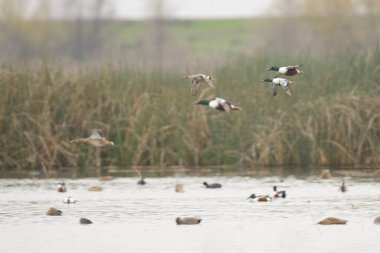 Kuzeyli kürekçi sürüsü bataklıklar üzerinde alçaktan uçuyor.