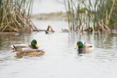 Mallard ördek ve tavuk sulak alanlarda yüzüyor.