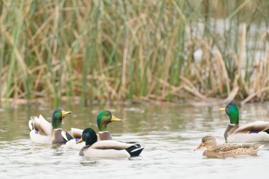 Mallard ördek ve tavuk sulak alanlarda yüzüyor.