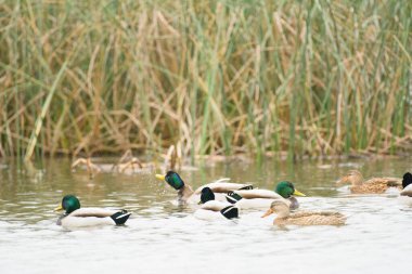 Mallard ördek ve tavuk sulak alanlarda yüzüyor.