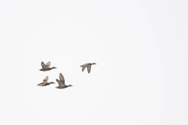Gadwall drake erkek tavuk tek başına uçuyor.
