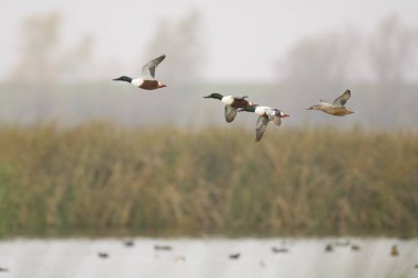 Kuzeyli kürekçi ördek yavrusu sazlıkların üzerinden uçuyor.