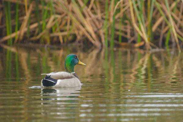 雄性野鸭在芦苇和海岸附近平静的湖面上游泳 — 图库照片