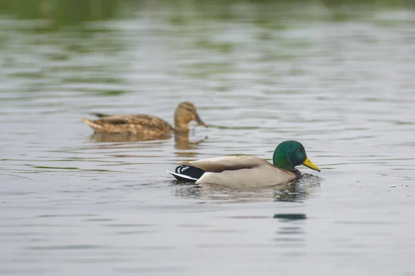 雄性和雌性蜥蜴在平静的湖面上一起游泳 — 图库照片