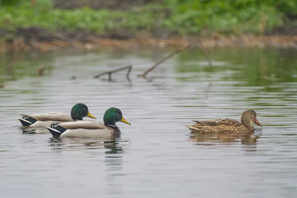 Mallard Duck Plavání Mokřady — Stock fotografie