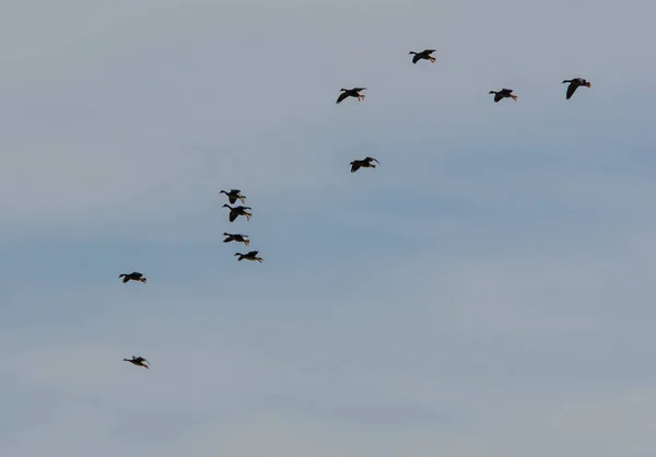 Büyük Oranda Ördek Kuşu Sürüsü Sulak Alanlarda Uçuyor — Stok fotoğraf