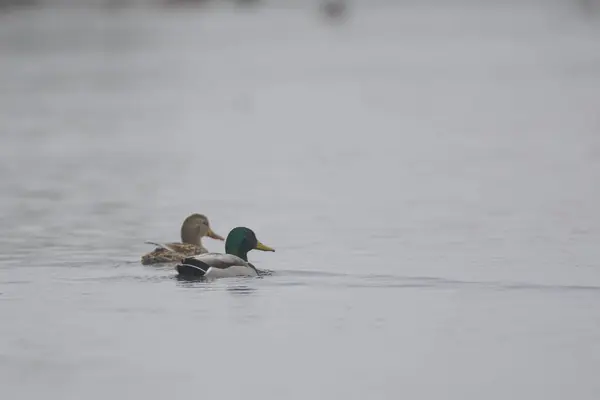 野鸭公鸭和母鸭游泳 — 图库照片