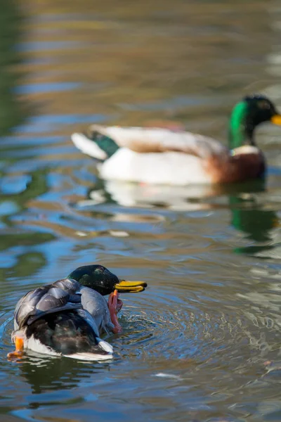 Mallard Duck Drake Male Scratching Its Face — Stock Photo, Image