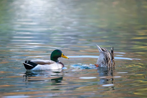 Ördek Havuzunda Yüzen Beslenen Mallard Ördekleri — Stok fotoğraf