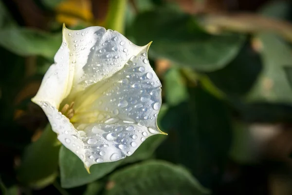 Rosa Białym Kwiatku — Zdjęcie stockowe