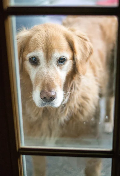 Golden Retriever Hund Schaut Von Außen Herein — Stockfoto