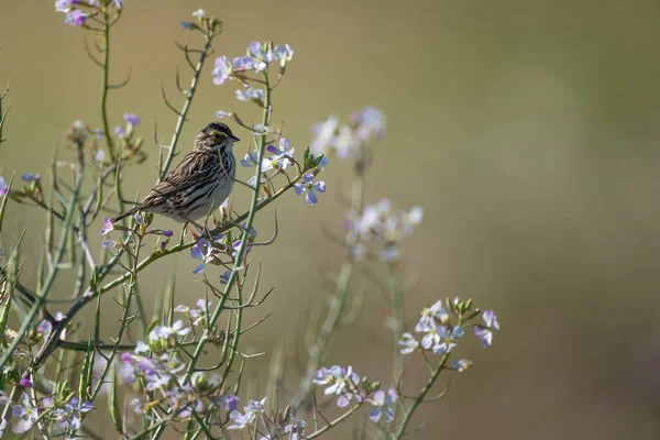 Sperling Auf Wildblumen — Stockfoto