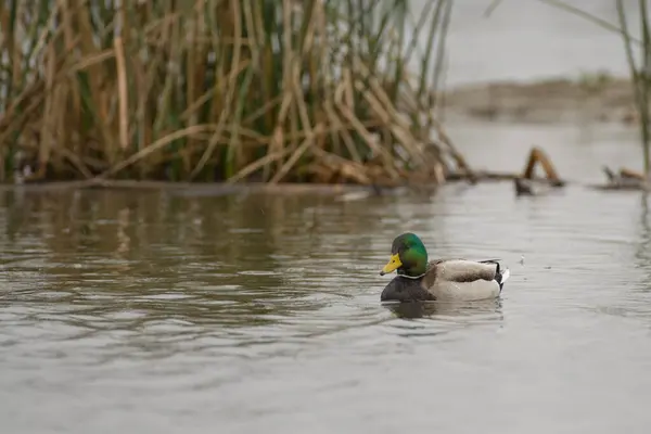 在湿地游泳的野鸭 — 图库照片
