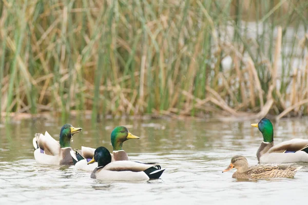 湿地中的野鸭 鸭和母鸡 — 图库照片