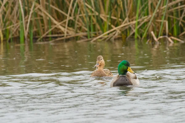 野鸭随雨水漂浮在湿地上 — 图库照片
