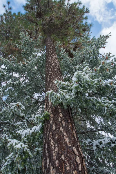 Enorme Sequoia Bedekt Met Sneeuw — Stockfoto