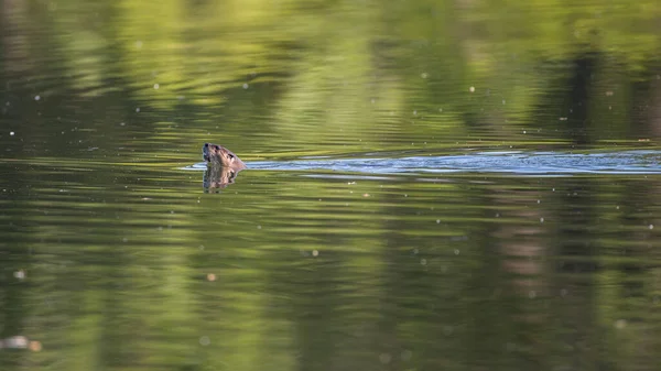 Flussotter Schwimmt Wasser — Stockfoto