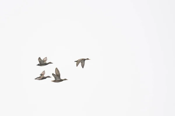 Gadwall Drake Самка Курицы Летать Изолированы — стоковое фото