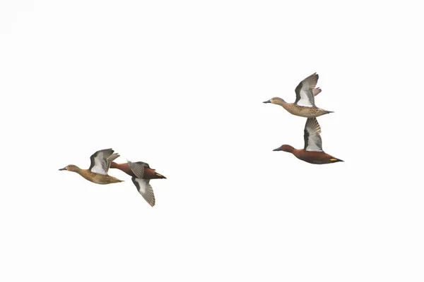 Cinnamon drake male female hen ducks flying isolated