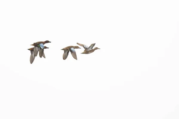 Canela Drake Macho Fêmea Galinha Patos Voando Isolado — Fotografia de Stock