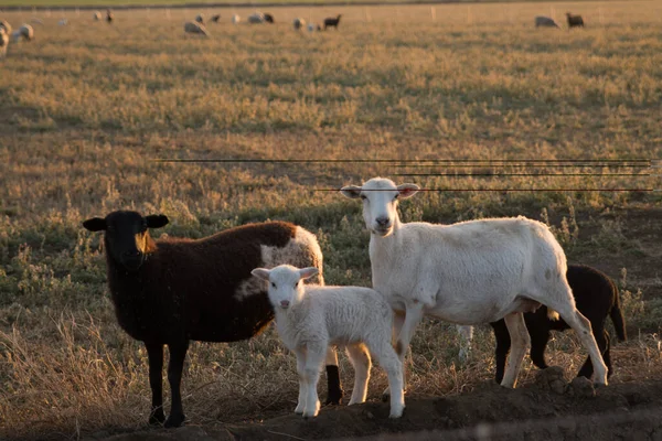 stock image baby lamb sheep in pasture