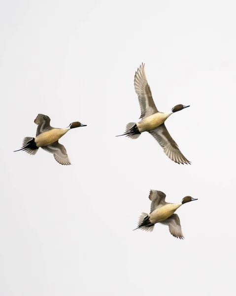 stock image From below shot of three amazing Canada geese spreading wings and soaring on background of light gray sky