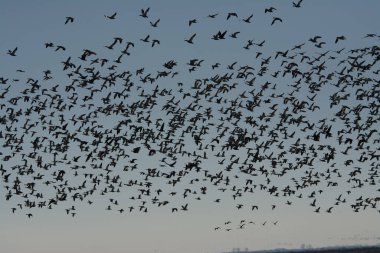 kar kazları sürüsü