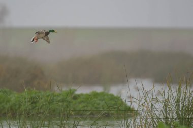 Yaban ördekleri sulak alanlara iniyor