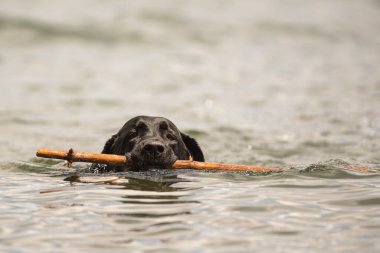 Siyah Labrador av köpeği büyük bir sopayla yüzüyor.