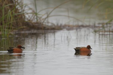 Tarçınlı ördekler yüzüyor.