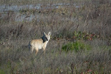 Çakal tarlada arama yapıyor.
