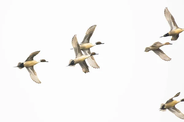 Pintail Drake Männliche Weibliche Hühnerherde Fliegen — Stockfoto