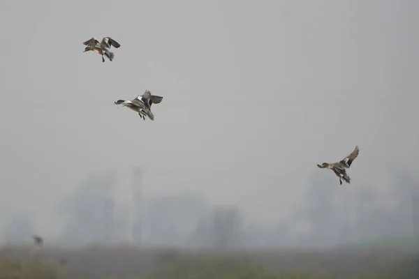 Gadwall Ördek Sürüsü Uçuyor — Stok fotoğraf