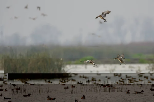 Tres Patos Volando Sobre Superficie Del Lago Con Bandada Aves — Foto de Stock