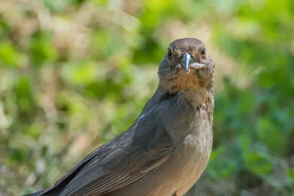Dumm Aussehender Vogel Mit Wurm — Stockfoto