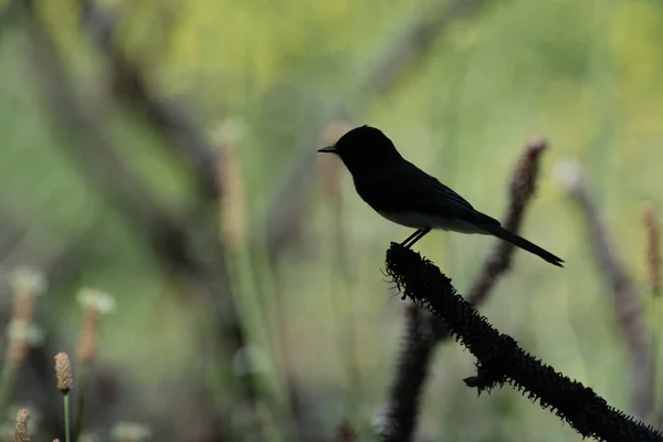 Kleine Vogelsilhouette Gehockt — Stockfoto