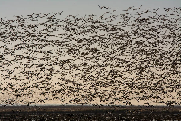 加利福尼亚 萨克拉门托 大自然 野生动物 狩猎迁徙 — 图库照片