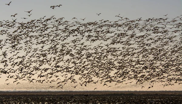Снежные Гуси Калифорния Сакраменто Мигрировать Миграция Снег Природа Небо Птица — стоковое фото