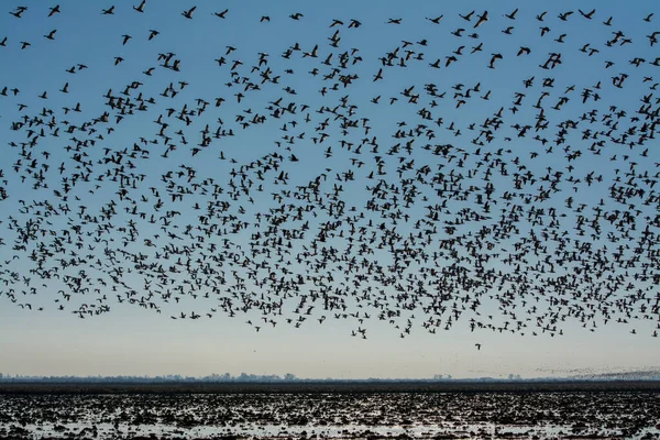 Gansos Nieve California Sacramento Migrar Migración Nieve Naturaleza Cielo Pájaro — Foto de Stock