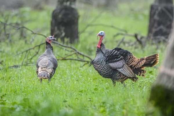 Two Wild Turkeys Struting — Stock Photo, Image