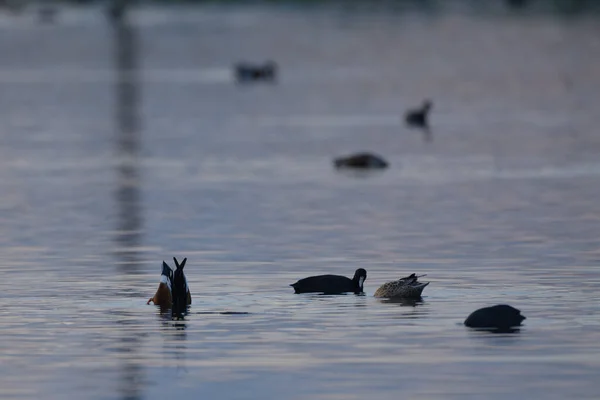 Canards Sauvages Barbotant Plongeant — Photo