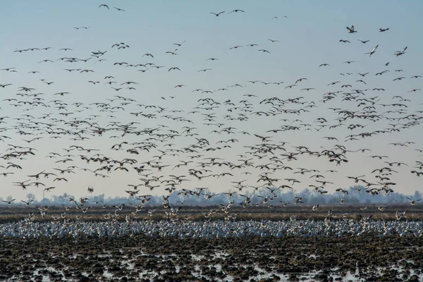 stock image Massive flock of snow geese flying over flooded field.