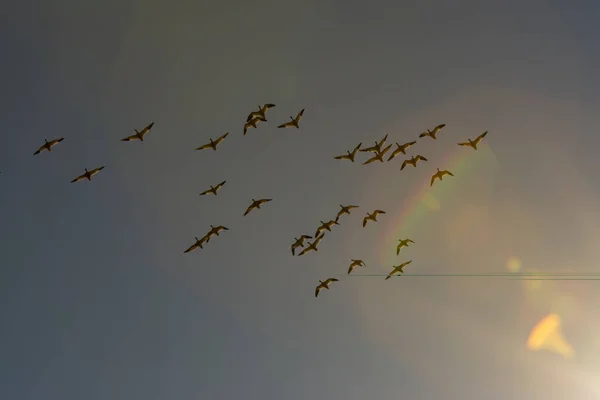 Sneeuwganzen Californië Sacramento Migreren Migratie Sneeuw Natuur Lucht Vogel Wit — Stockfoto