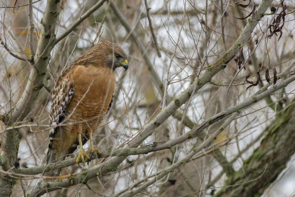 Red Shouldered Hawk Perched Tree — Stock Photo, Image