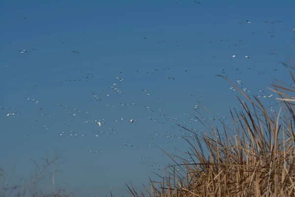 Gansos Neve Califórnia Sacramento Migrar Migração Neve Natureza Céu Pássaro — Fotografia de Stock