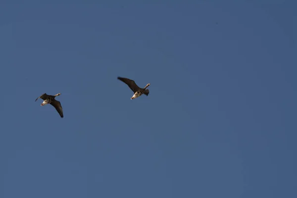 Vuelo Ganso Vida Silvestre Migrar Aves Acuáticas Ornitología Caza California — Foto de Stock