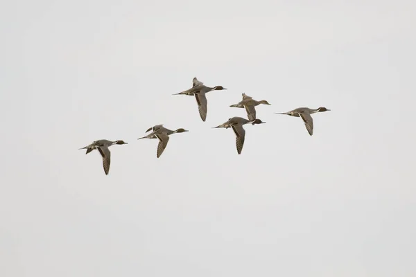 stock image Three Pintail ducks flying in a line