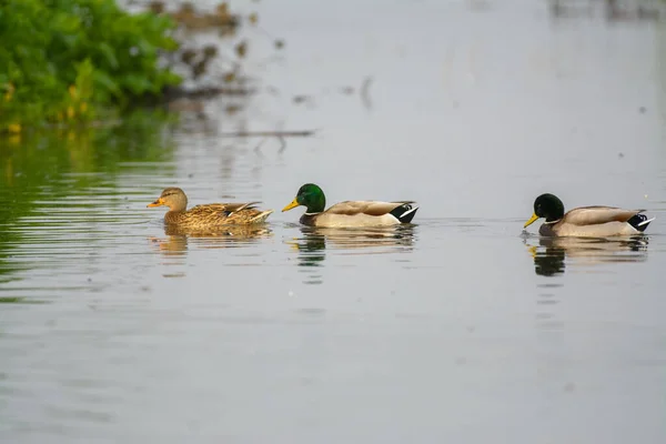Mallards Ducks Drake Male Female Swimming — Stock Photo, Image